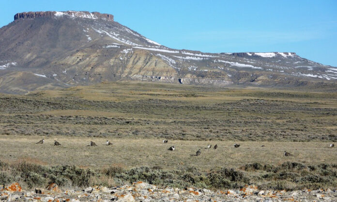 BLM's Wyoming 