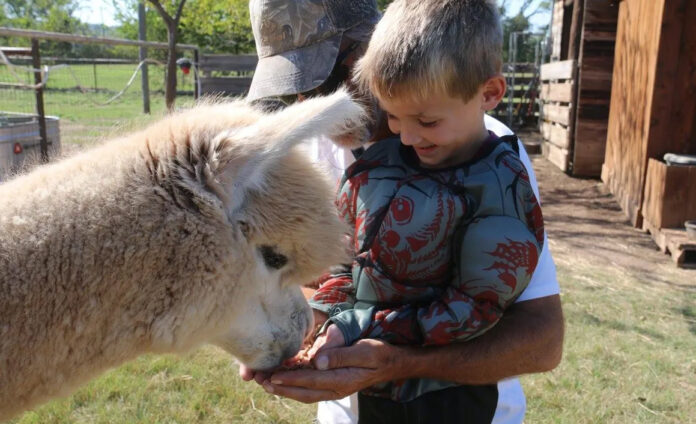 Alpaca RV park