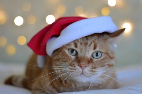 gifts for RVing cat owners