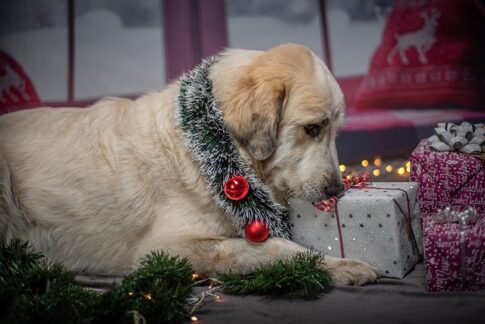 gifts for rving dog owners