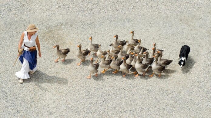 A dog hearding geese on a beach for the best dog photos of 2023