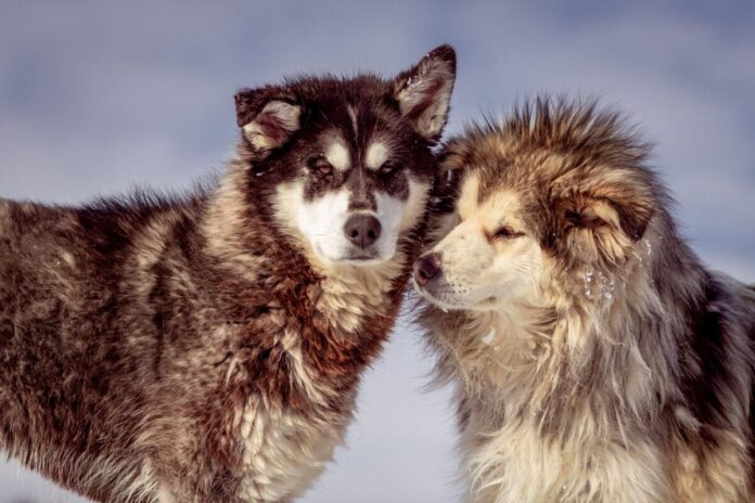 Two huskies snuggle up together in a snowy scene