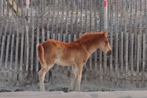 RVing the outer banks - wild mustang
