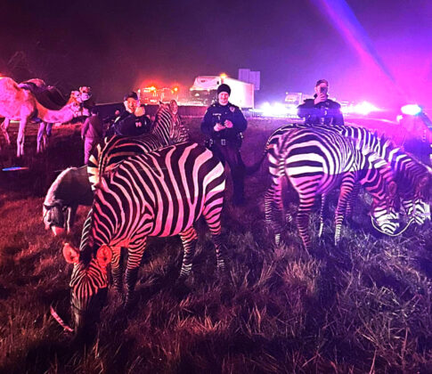 zebras and camels
