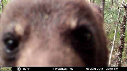 A bear up-close on a trail cam