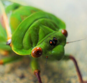 cicadas