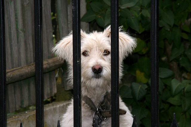 white dog peeking through dog fence for RVing