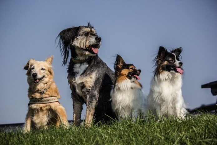 Four dogs sit in a field. Strict campground rules force one RVer to lie about her four pups