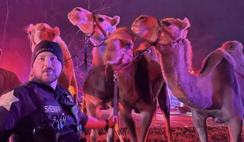 zebras and camels