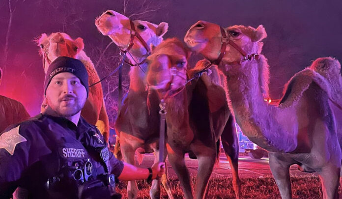 zebras and camels