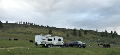 Travel Trailer with cows