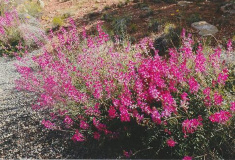Utah beardtongue