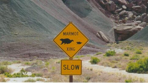 Marmot crossing