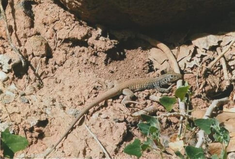 Western Whiptail lizard