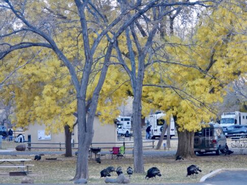 Turkeys in the campground while RVing Capitol Reef National Park