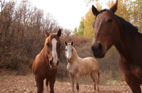 Photo credit Best Friends Animal Sanctuary