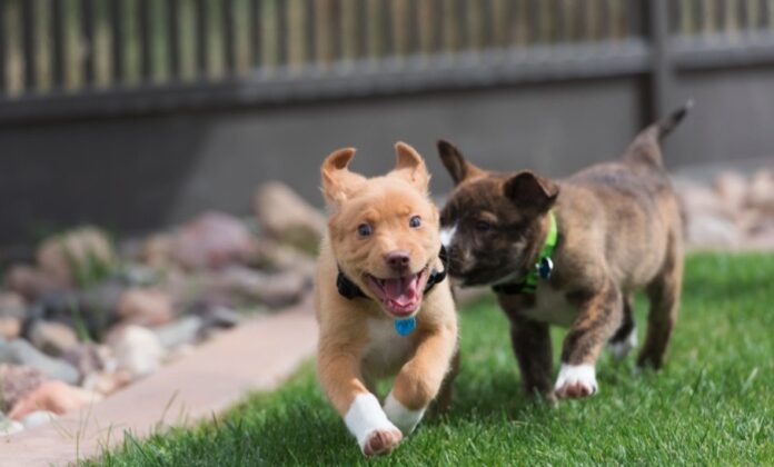 Photo credit Best Friends Animal Sanctuary