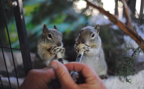 Photo credit Best Friends Animal Sanctuary