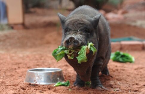 Photo credit Best Friends Animal Sanctuary