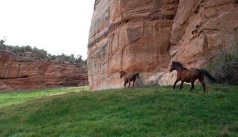 Photo credit Best Friends Animal Sanctuary