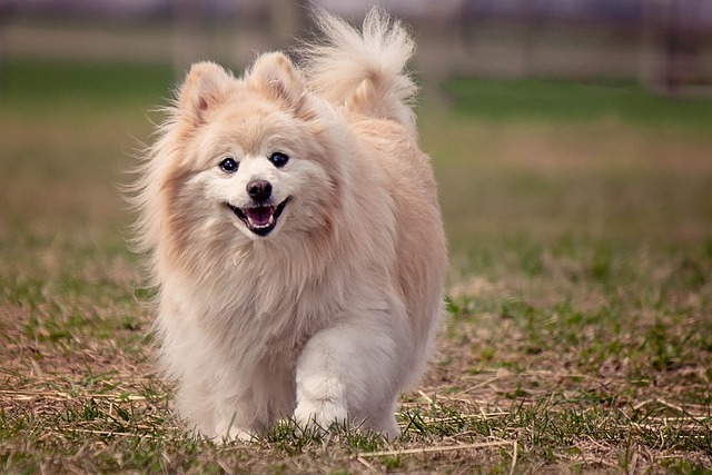 pomeranian dog running on grass for five tips for RVing with dogs