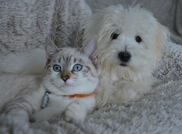 tips for RVing with pets dog and cat together