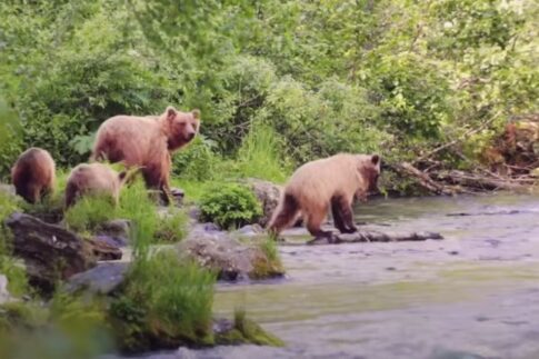 bears spotted while RVing to Alaska