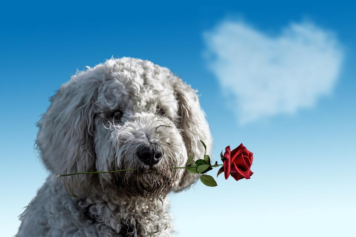 Will you do anything today to celebrate Valentine’s Day?
