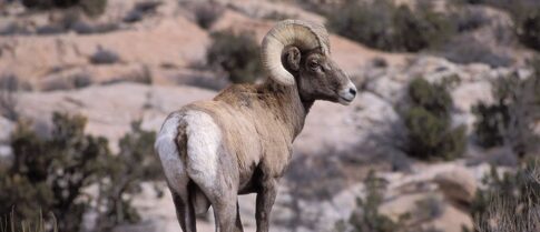See desert Bighorn Sheep while canyonlands national park camping