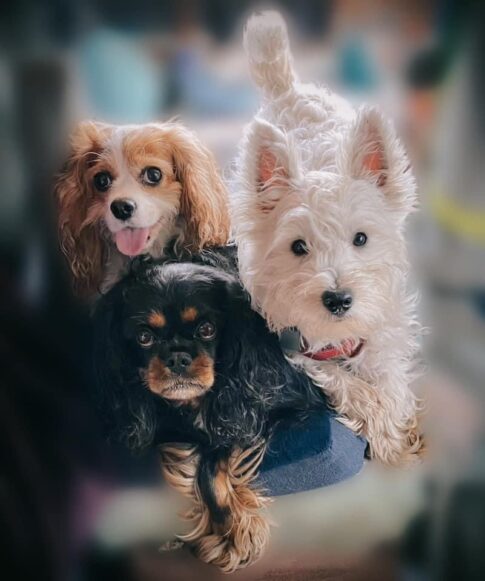 Three dogs pose for a photo