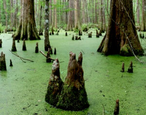 Louisiana has a new state campground