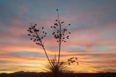 Sunset at Pancho Villa State Park in Columbus, NM