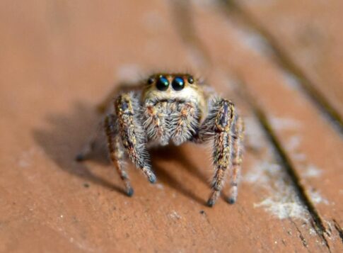 A cute jumping spider