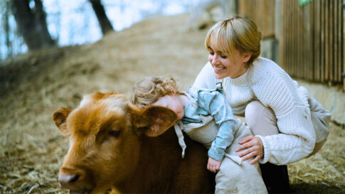Cow Cuddling Internship