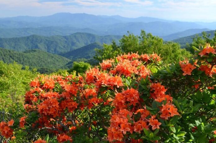 Gregory Bald in Smoky Mts. free from pinterest