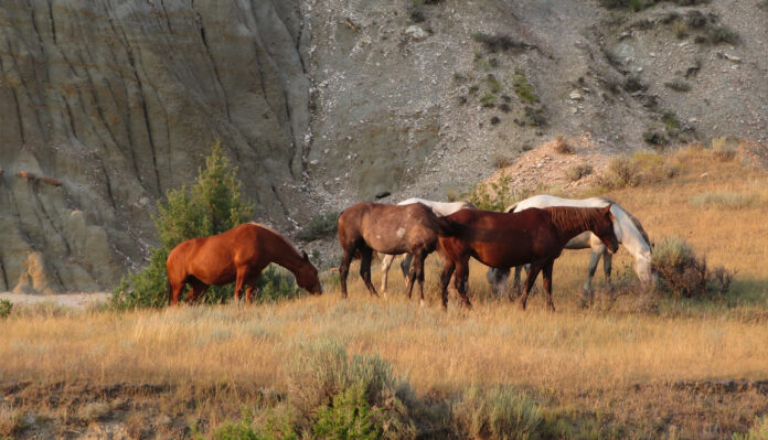 wild horses will stay