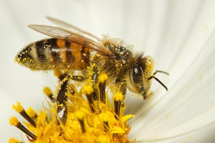 A bee on a flower covered in pollen