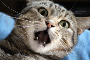 How well do you know your cat