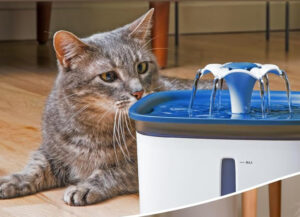 How well do you know your cat