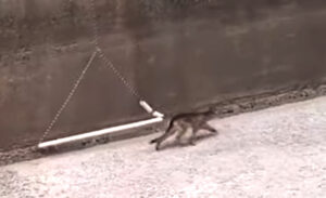 rescue two cougar cubs