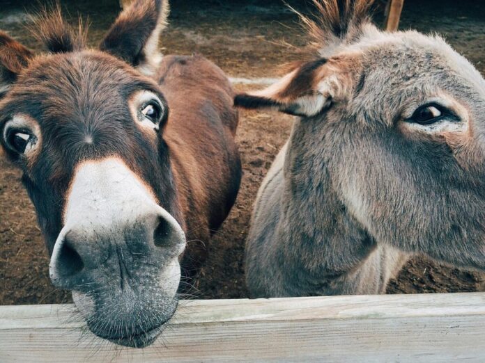 Two cute donkeys