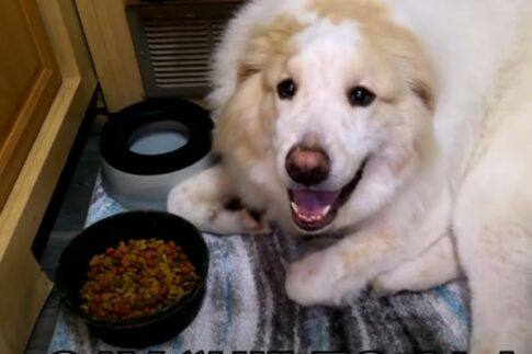 RVing with pets