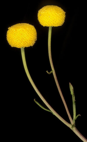 stinky flower