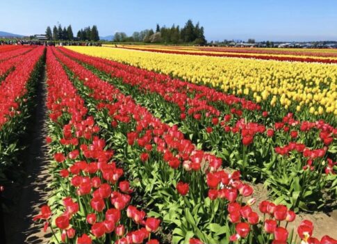 Tulip fields