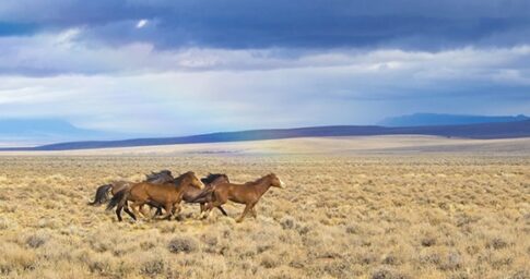 Wild horses run through the desert