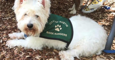 small white dog with B.A.R.K. program ranger vest