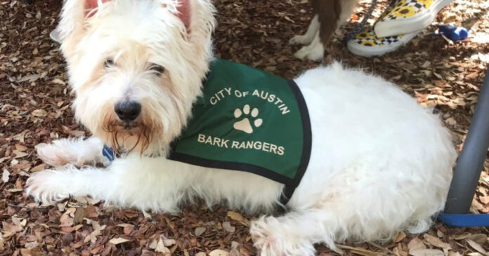 small white dog with B.A.R.K. program ranger vest