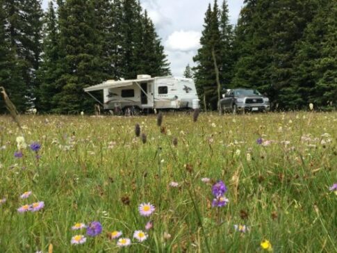 RV among wild flowers 