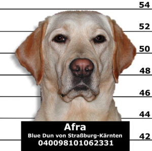 Dogs coming back into the U.S. have new rules