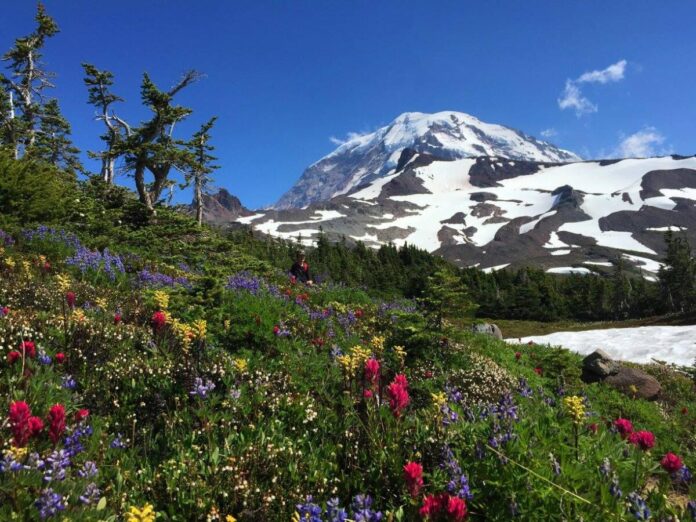 Wild flowers